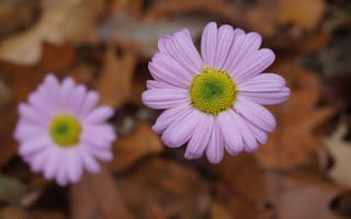 Картинка осень, цветы, autumn, Flowers, боке, pink, розовые, bokeh