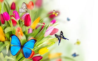 Обои весна, тюльпаны, бабочки, цветы