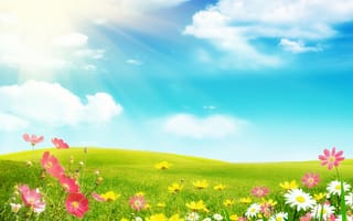 Картинка лето, ромашки, солнечные лучи, поле, космеи, цветы