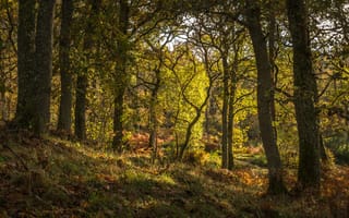 Картинка лес, трава, Шотландия, деревья, Pitlochry