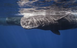 Картинка кит, кашалот, море