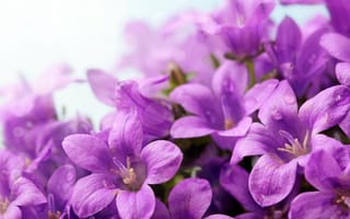Картинка капли, violet, closeup, campanula, колокольчи