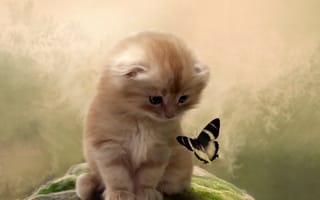 Обои кот, внимание, бабочка, котенок