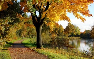 Картинка дерево, осень, парк