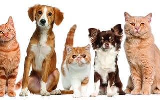 Картинка кошки, собаки, домашние животные