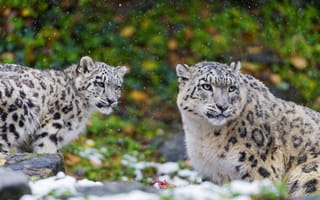 Картинка снежный барс, хищник, семья, ирбис, мать, snow leopard, котёнок, пара