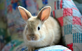 Картинка кролик, пушистый, заяц