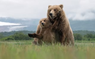 Картинка лето, Grizzly Bears, природа