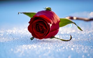Картинка роза, зима, снег