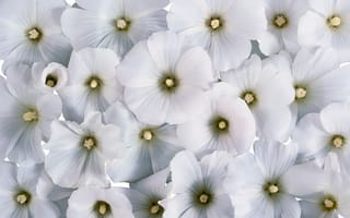 Картинка лаватера, цветы, белые цветы
