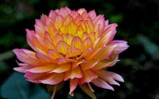 Картинка цветок, макро, macro, Flower