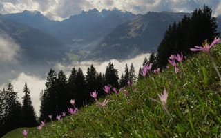 Картинка поле, небо, grass, Nature, цветы, горы, природа, трава