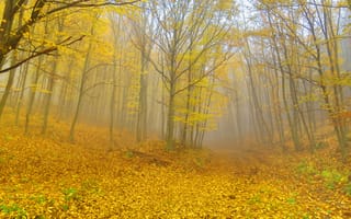Картинка лес, деревья, листва, fog, forest, leaves, туман, листопад, fall, Осень, autumn, trees