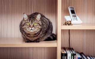 Картинка кот, шкаф, книги, сидит, кошка, телефон, полосатая, полки