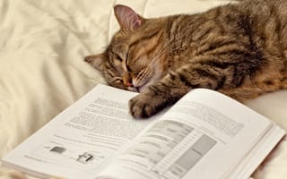 Картинка кошка, спит, лапа, лежит, книга, кот, страницы