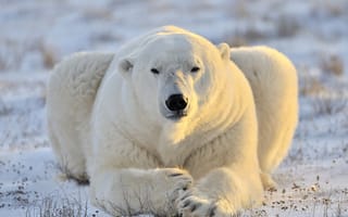 Картинка белый медведь, хищник, морда, полярный