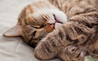 Картинка кот, мордочка, лапки, кошка, спит, лежит