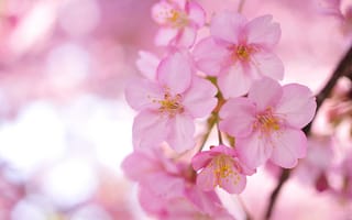 Обои Сакура, розовые, цветы, размытость, лепестки, ветки, дерево