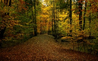 Картинка осень, лес, forest, тропа, дорожка, мостик, colors, листва