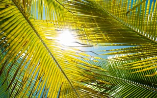 Обои солнце, пальма, листья
