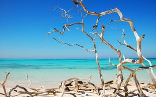 Картинка Куба, сухие, берег, деревья, кривые, море, океан, солнечно