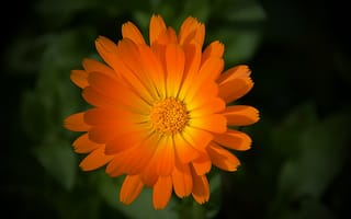 Картинка макро, оранжевый, Цветок, macro, flower, orange
