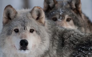 Обои волк, хищник, взгляд