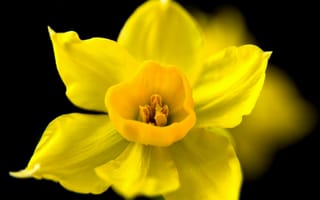 Картинка цветок, желтый, темный фон, весна, макро, нарцисс