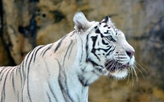Обои тигр, белый, морда, white tiger, хищник
