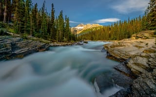 Картинка лес, деревья, Национальный парк Банф, горы, Alberta, река, Canada, Канада, Альберта, Banff National Park