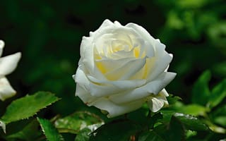 Картинка Роза, белая, bokeh, white, боке, rose