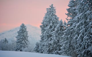 Картинка Вечер, ели, снег, холмы, зима, хвоя, деревья