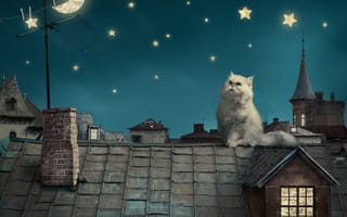 Картинка Persian white cat, ночь, night, house, Fairytale, kitten, sky, дома, луна, Персидские белый кот, сказка, звезды, roof, moon, фэнтези, крыши, котенок, небо, fantasy, stars
