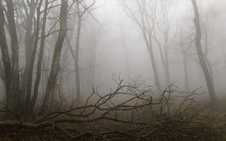 Картинка лес, туман, autumn, fog, Осень, forest