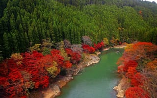 Картинка Arashiyama, река, Япония, деревья, Oi River, Japan, Kyoto, лес