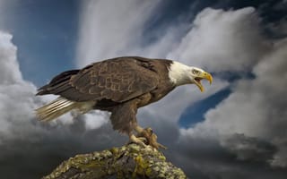 Картинка Белоголовый орлан, сук, птица, хищник