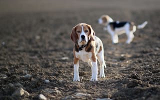 Картинка собаки, поле, бигли