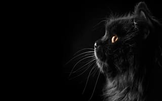 Картинка кот, профиль, черный, персидский, кошка, усы