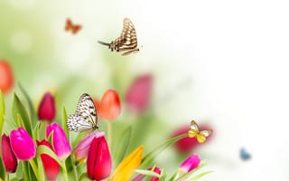 Картинка весна, бабочки, тюльпаны, размытость, цветы