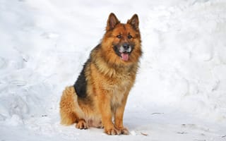 Картинка Собака, немецкая овчарка, Шерхан