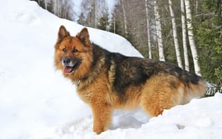 Картинка Собака, Шерхан, зима, немецкая овчарка, лес