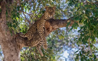 Картинка леопард, листва, дикая кошка, хищник, дерево, ветка, отдых