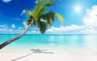 Обои море, пляж, пальма
