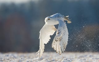 Картинка сова, полярная, белая, зима, полет