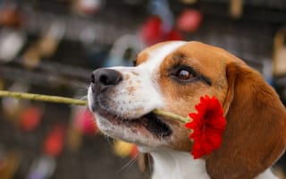 Картинка собака, взгляд, цветок