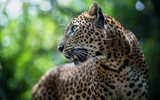 Картинка Leopard, животное, леопард, хищник, panthera pardus