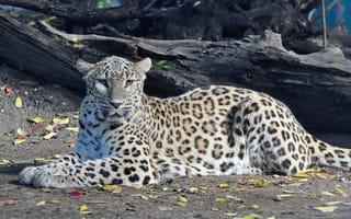 Картинка леопард, отдых, хищник, panthera pardus, персидский, взгляд