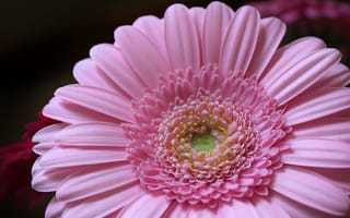 Обои Гербера, розовый, gerbera, лепестки, petals, цветок, pink, flower