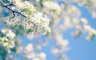 Обои весна, цветы, цветение, небо, дерево