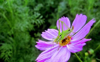 Картинка макро, Цветок, macro, flowers, Космея, bug, насекомое, purple